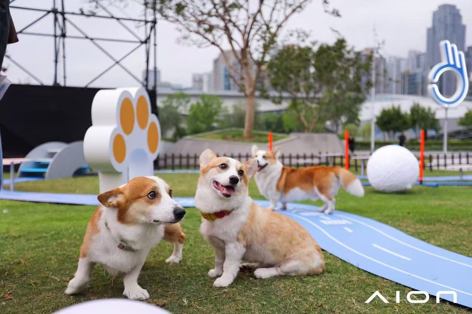 户外宠物活动区域的柯基犬