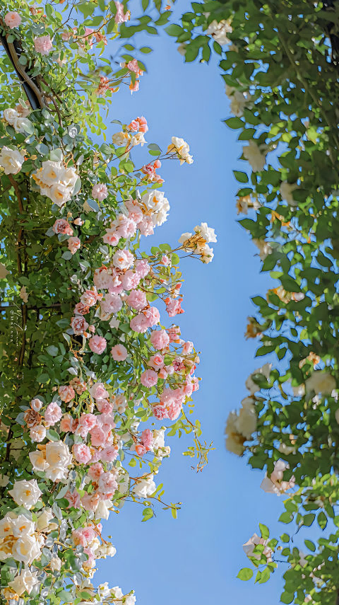 花花花博会·一起走花路